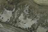 Triassic Aged Stromatolite Fossil - England #365736-1
